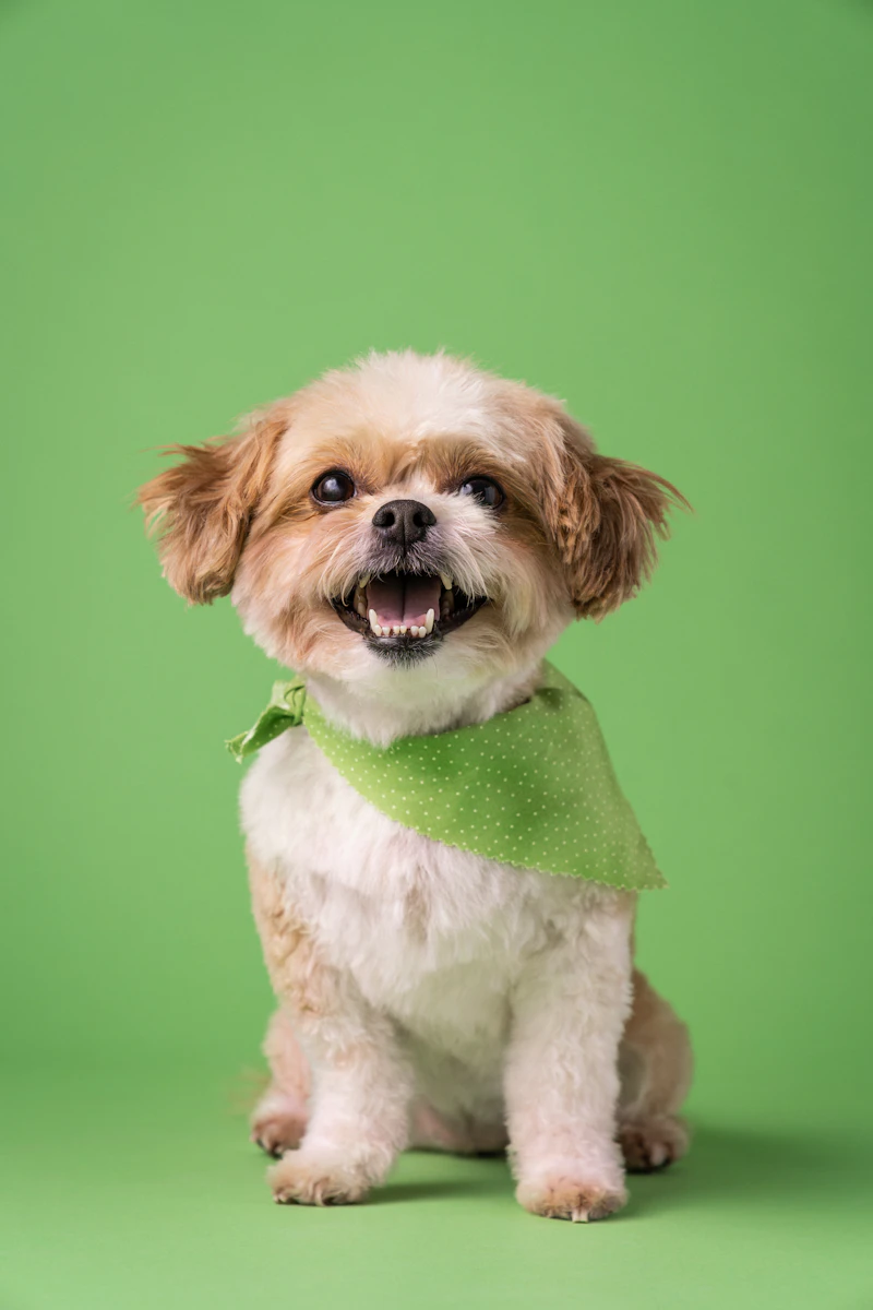 A freshly groomed dog smiling in a green bandana