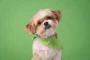 a small brown and white dog wearing a green bandana