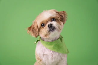 a small brown and white dog wearing a green bandana