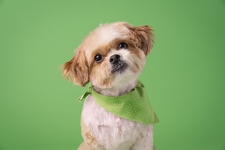 a small brown and white dog wearing a green bandana