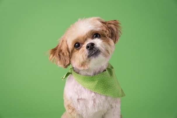 a small brown and white dog wearing a green bandana