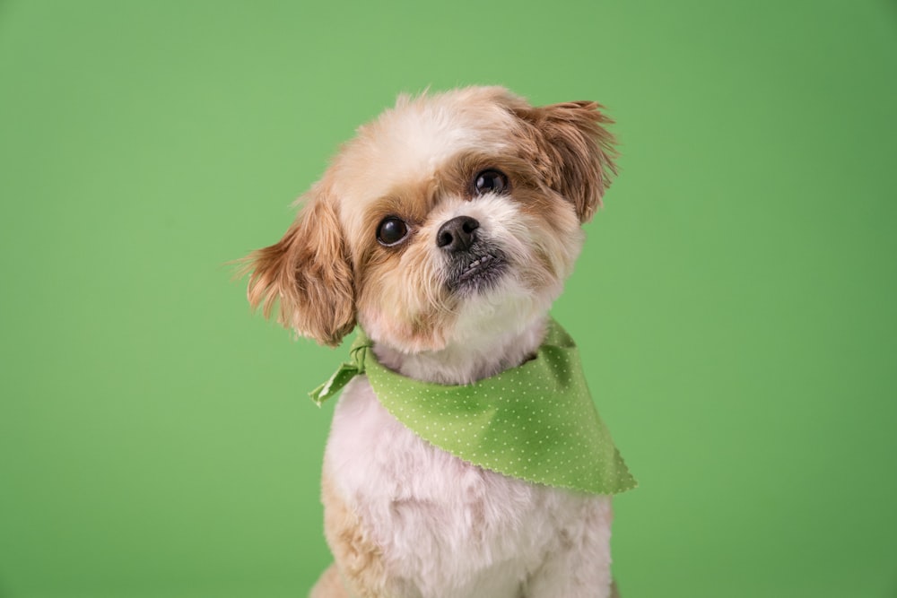 Un pequeño perro marrón y blanco con un pañuelo verde