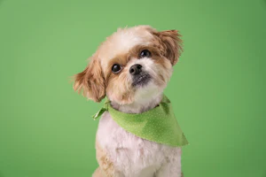 Small dog in a green bandana
