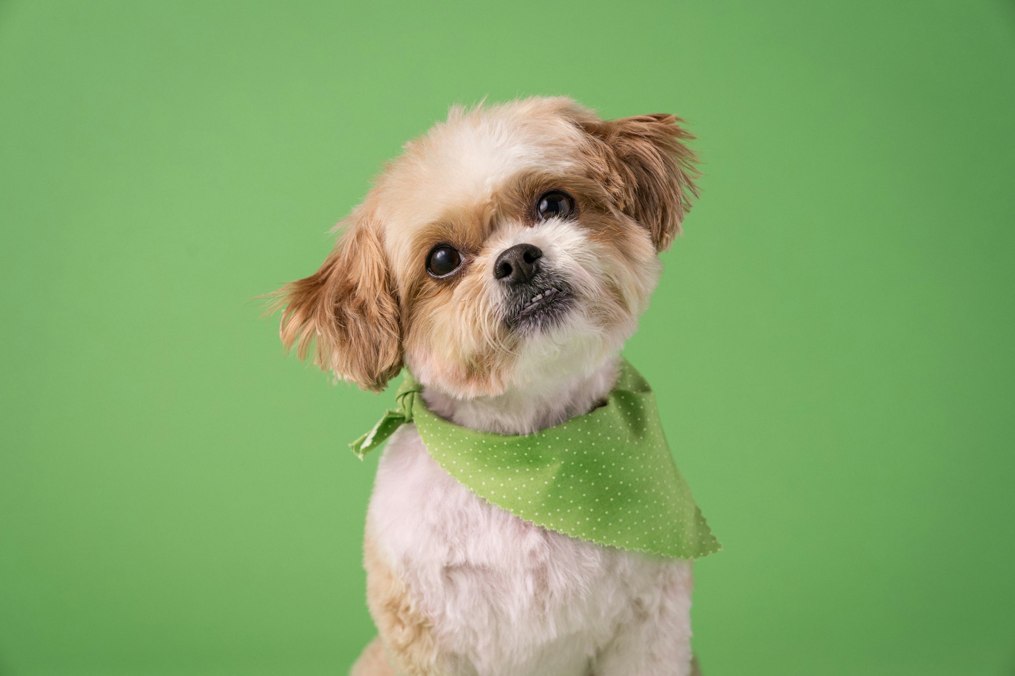 a small brown and white Shih Tzu Puppy wearing a green bandana