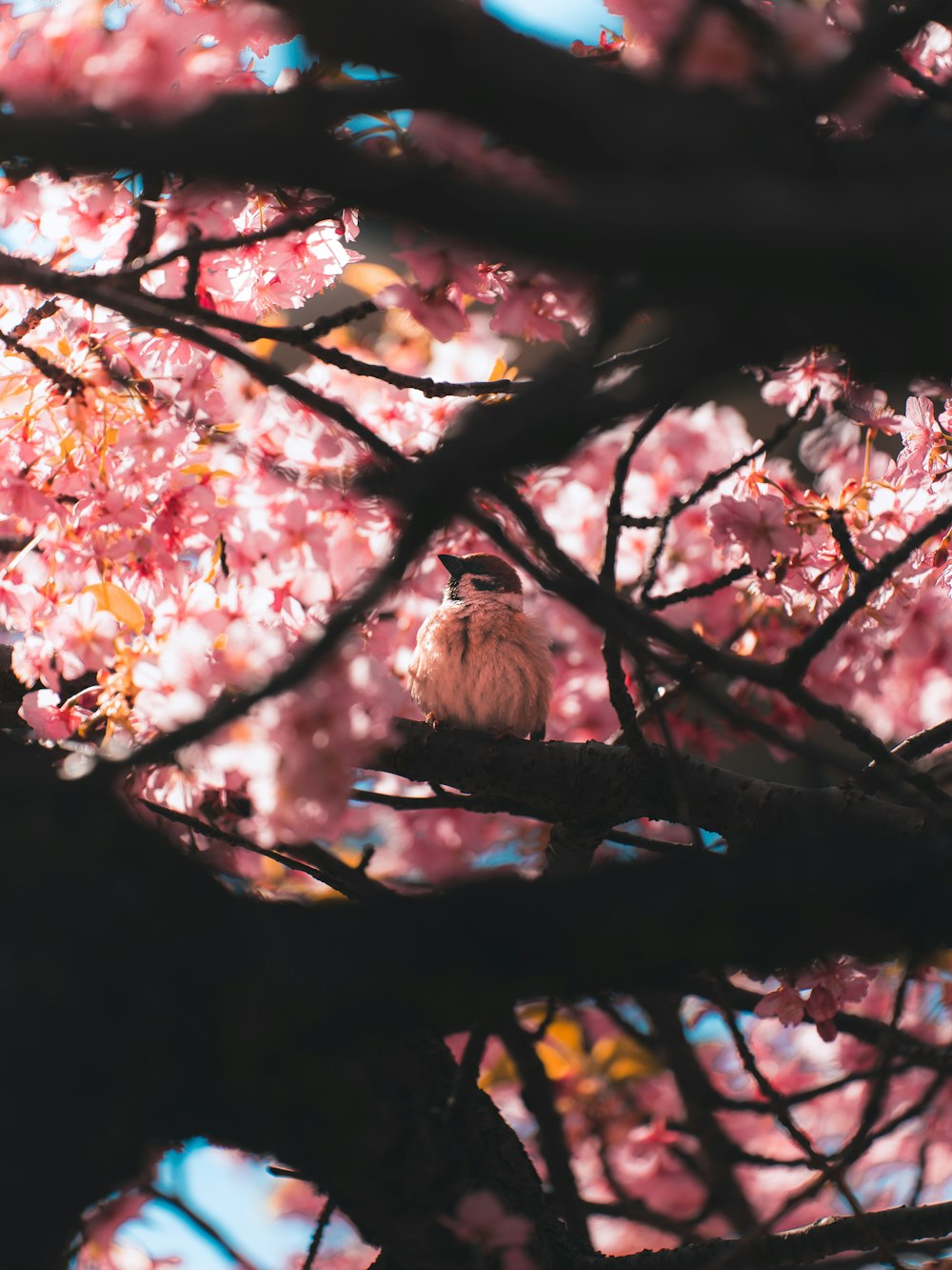 a bird sitting on a branch of a cherry blossom tree
