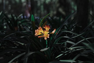 a yellow and orange flower in the middle of a forest