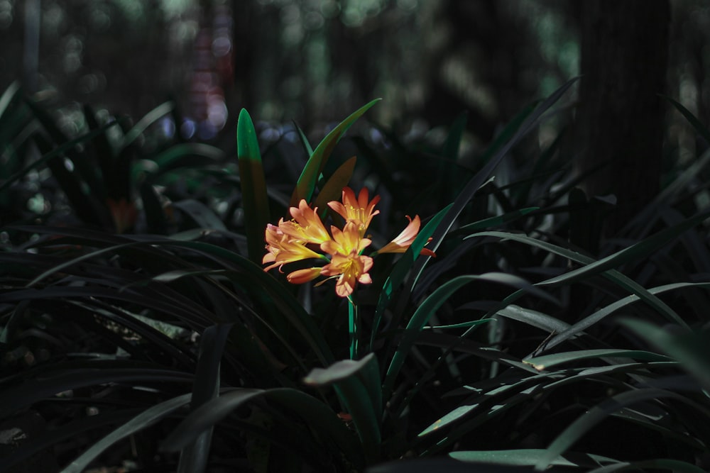 a yellow and orange flower in the middle of a forest