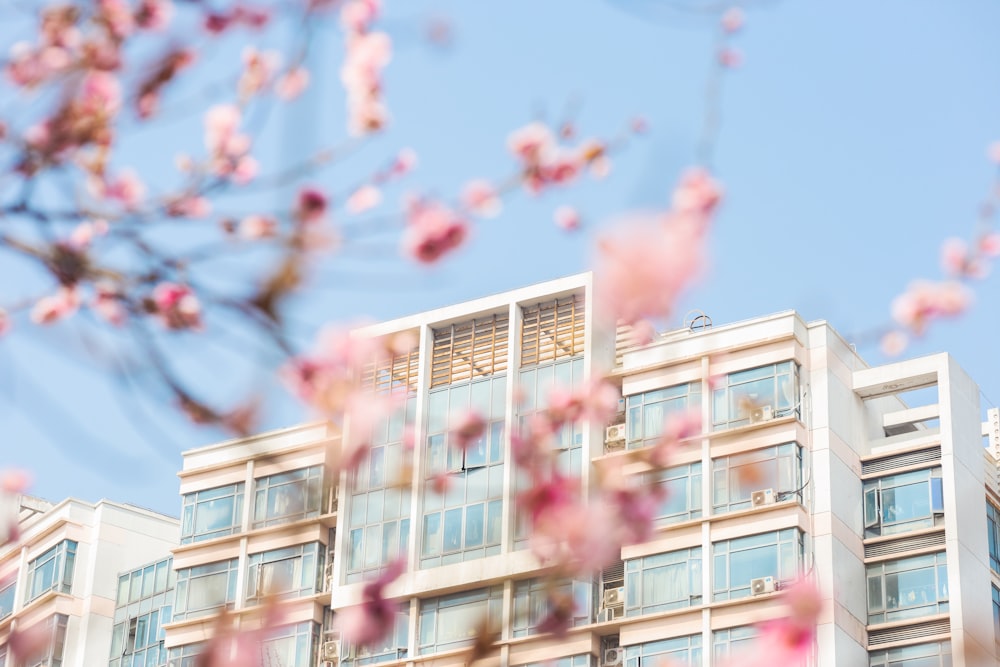 a building with a lot of windows and pink flowers in front of it