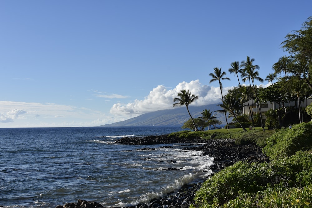 a beach with palm trees and a mountain in the background