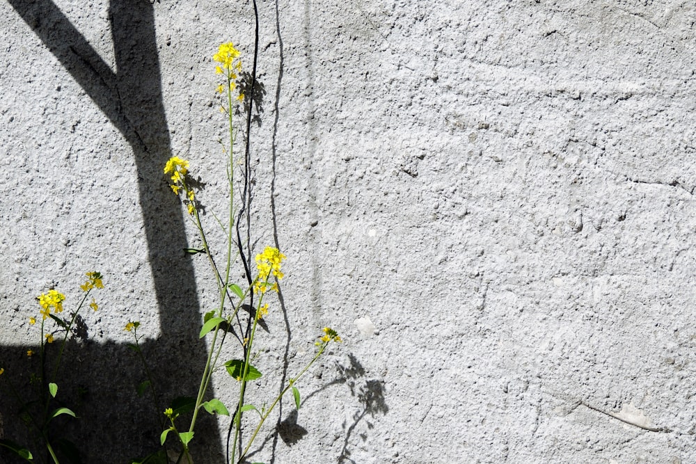 a plant growing out of a crack in a concrete wall