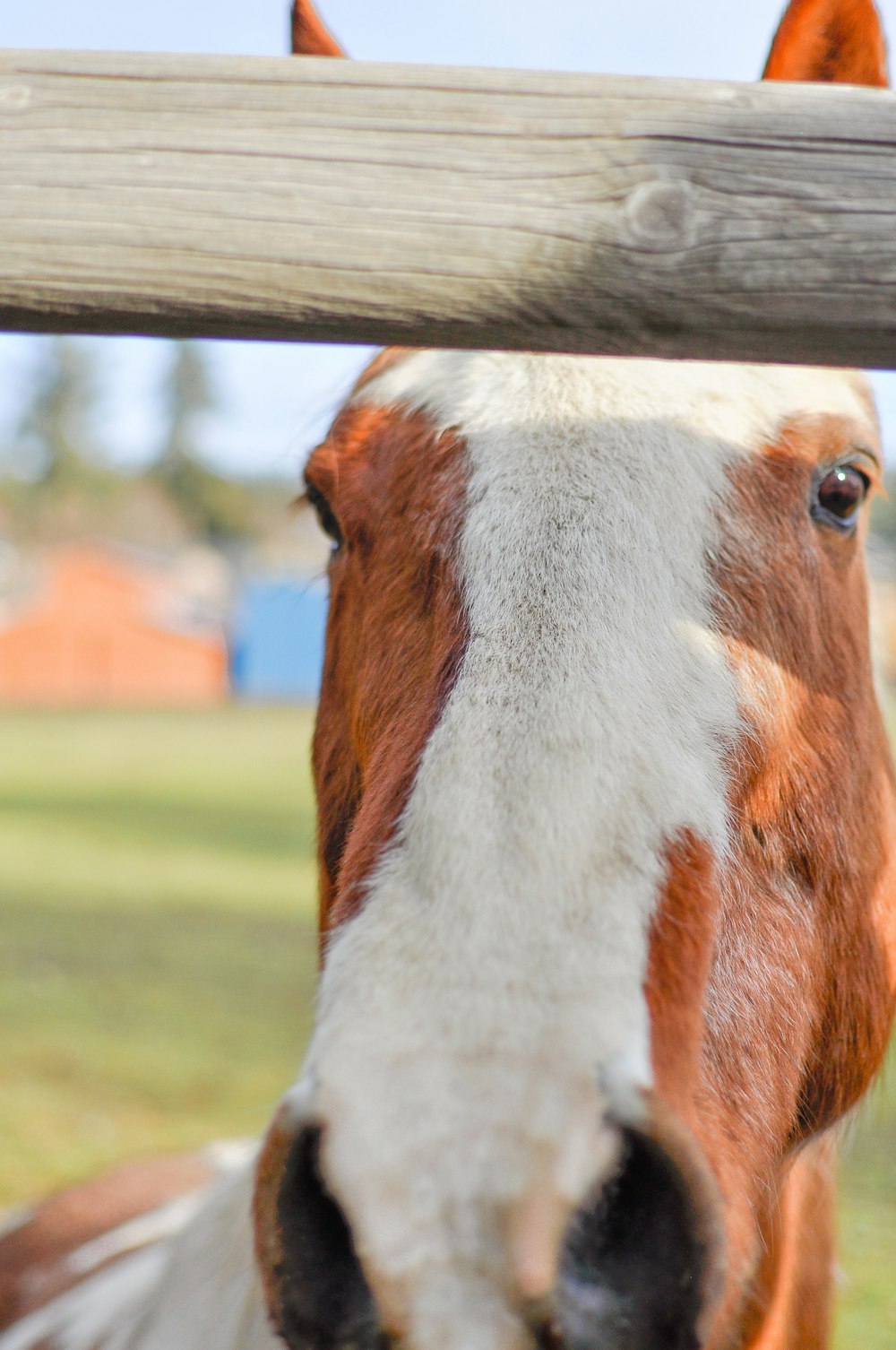 Un caballo marrón y blanco parado junto a una valla de madera