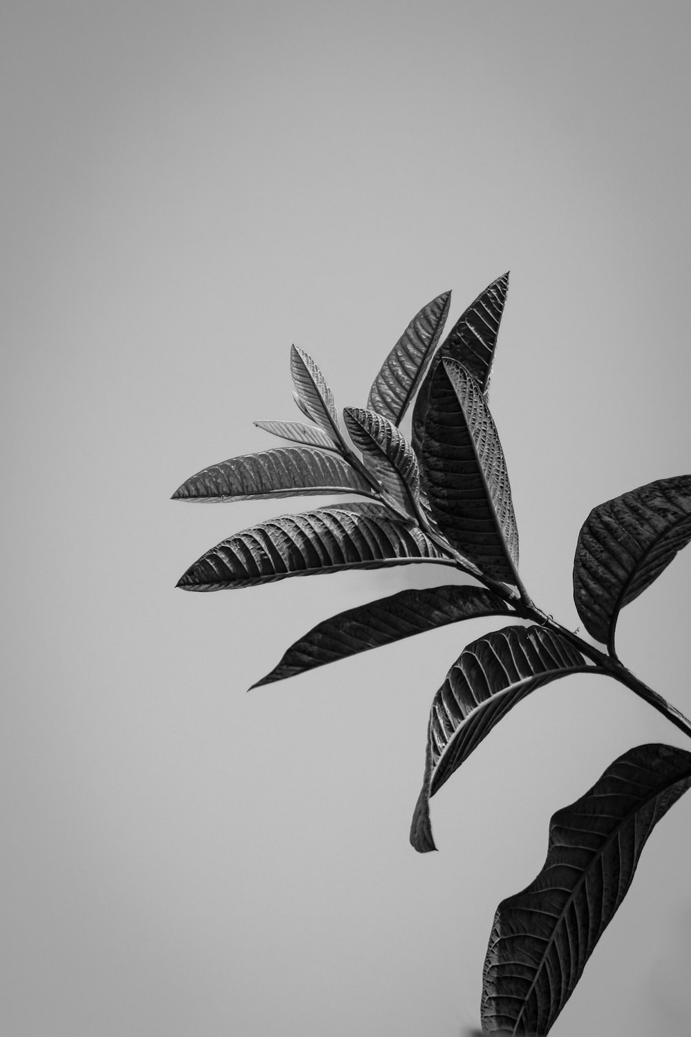 a black and white photo of a tree branch