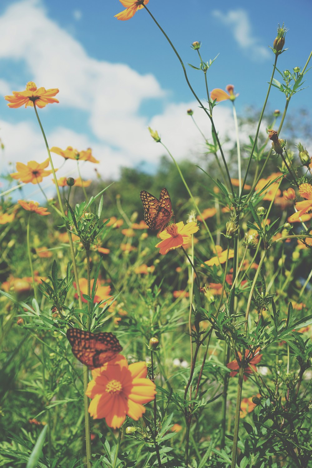 Ein Feld voller gelber und orangefarbener Blumen