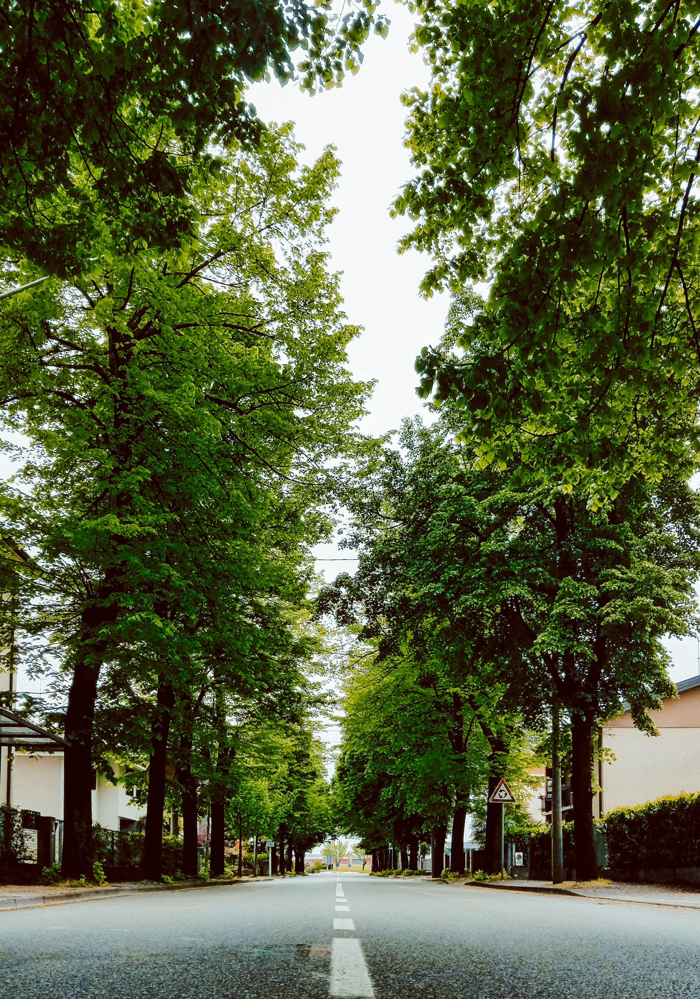 a street lined with trees on both sides of it