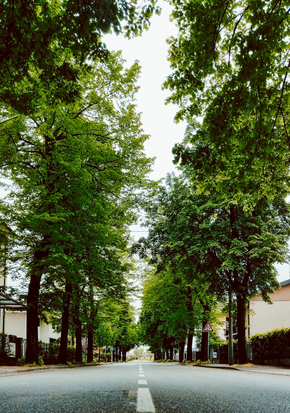 a street lined with trees on both sides of it