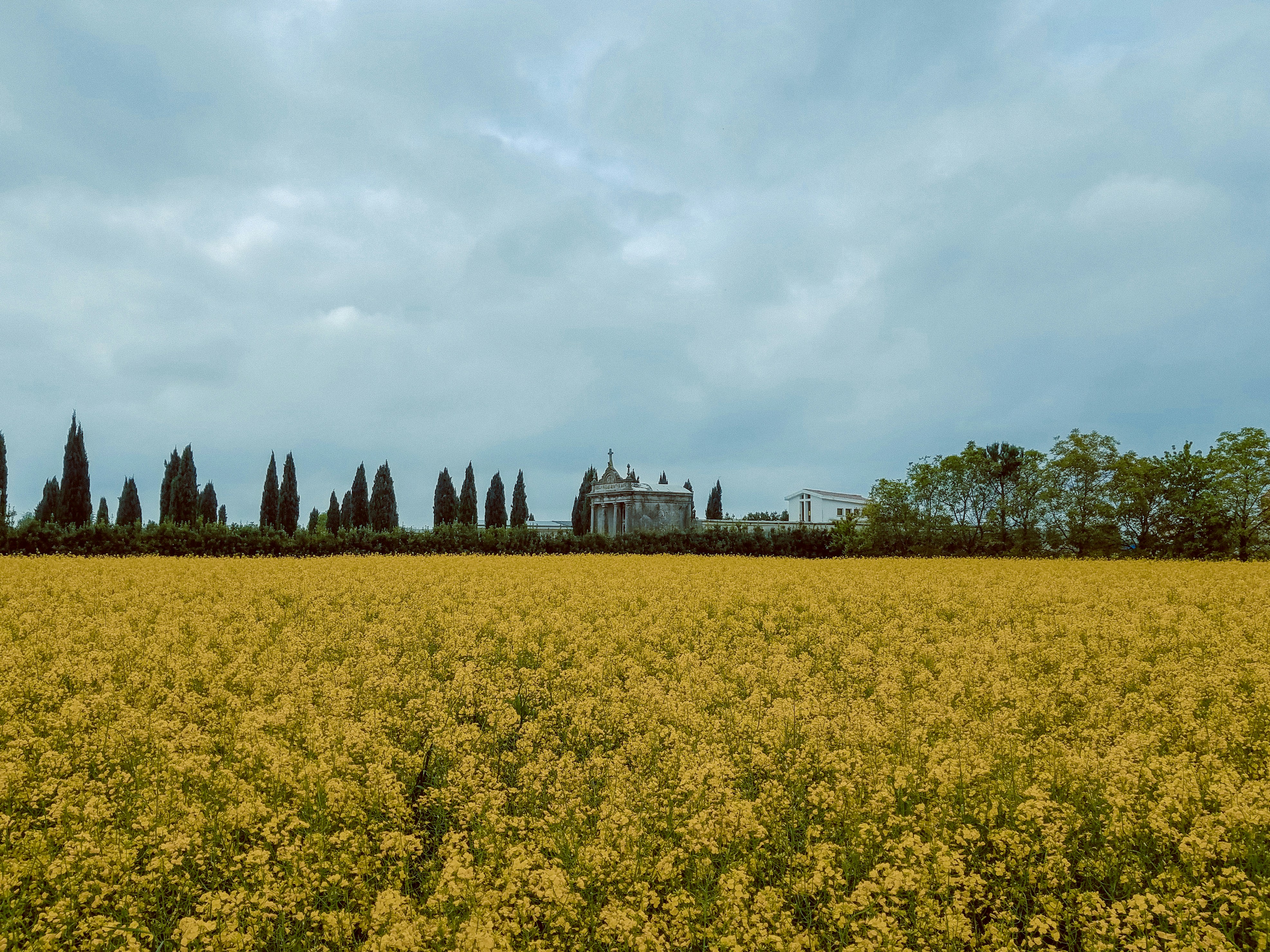a field of yellow flowers with a building in the background