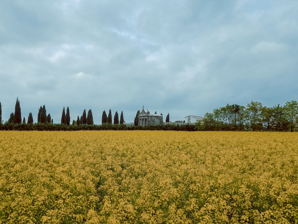 a field of yellow flowers with a building in the background