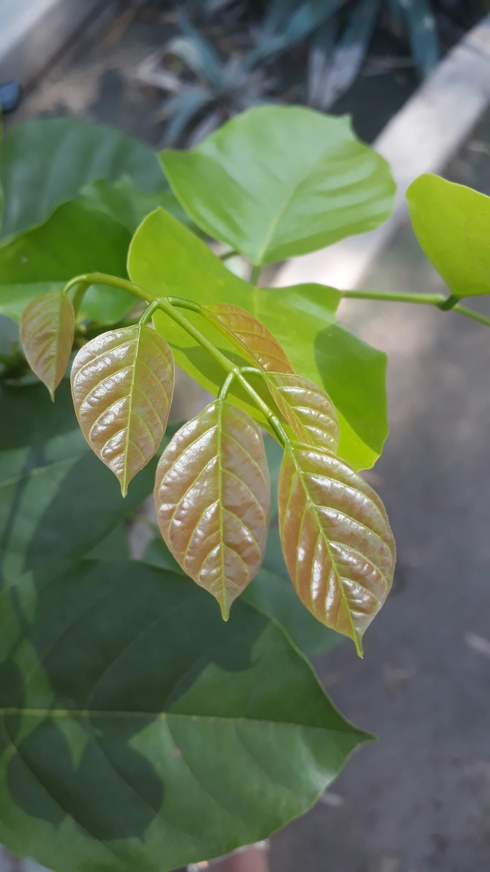 a close up of a leaf on a tree