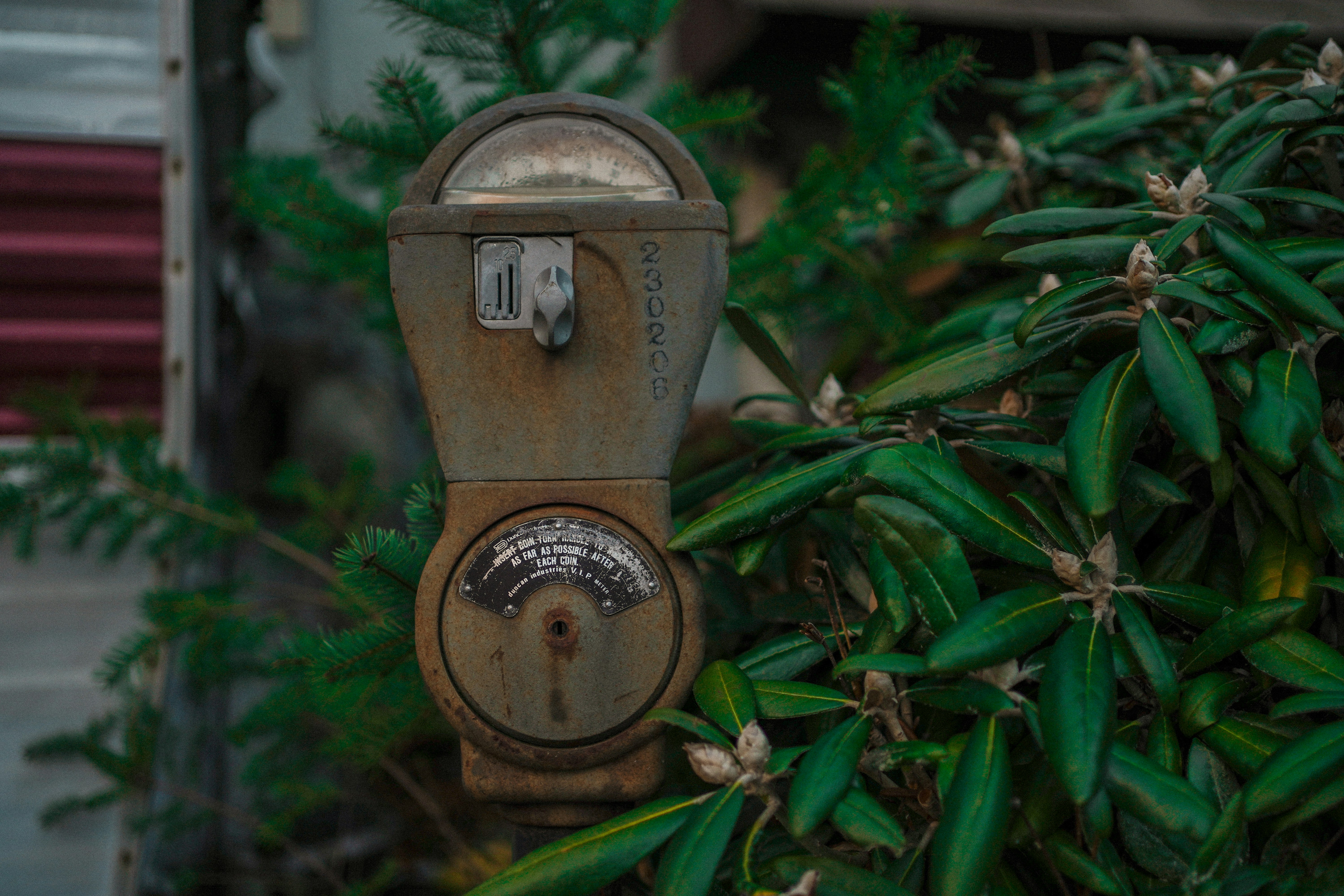 Un parchimetro arrugginito seduto accanto a un cespuglio