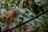 A close-up of a curious monkey sitting on a branch surrounded by greenery.