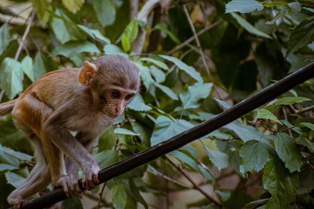 um macaco pequeno sentado em cima de um galho de árvore