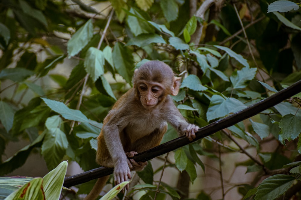 um macaco pequeno sentado em um galho de árvore