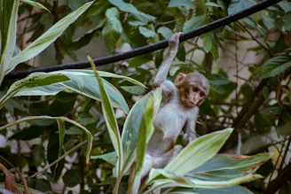 A playful monkey with a curly tail hanging from a crocheted vine.