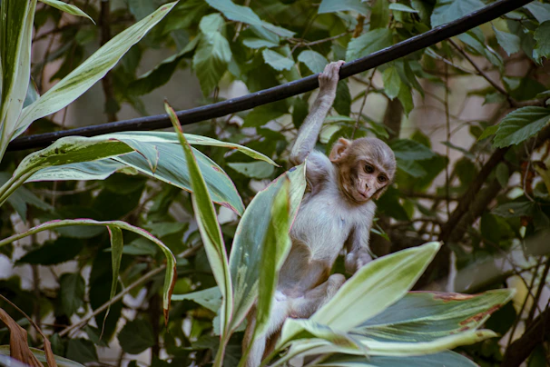A playful monkey with a curly tail hanging from a crocheted vine.