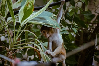 A jungle-themed coloring page showing a smiling monkey swinging from a tree.