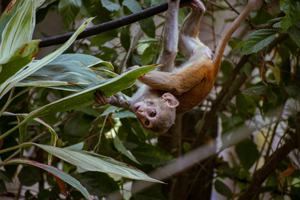 a monkey hanging upside down in a tree