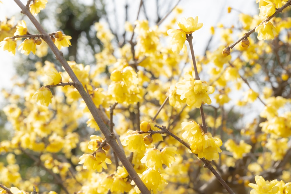 a close up of a tree with yellow flowers