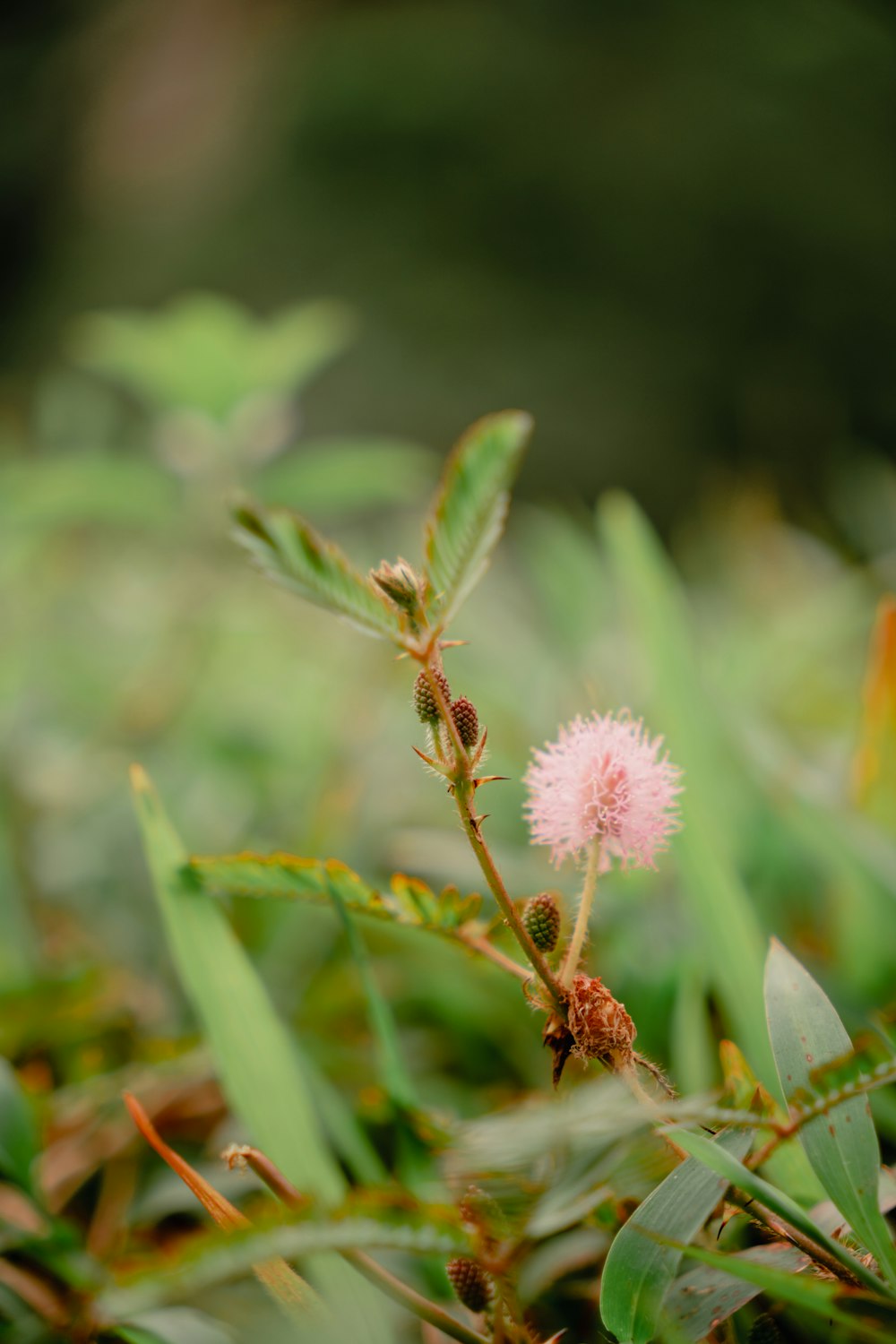 Una pequeña flor rosa sentada en la cima de un exuberante campo verde