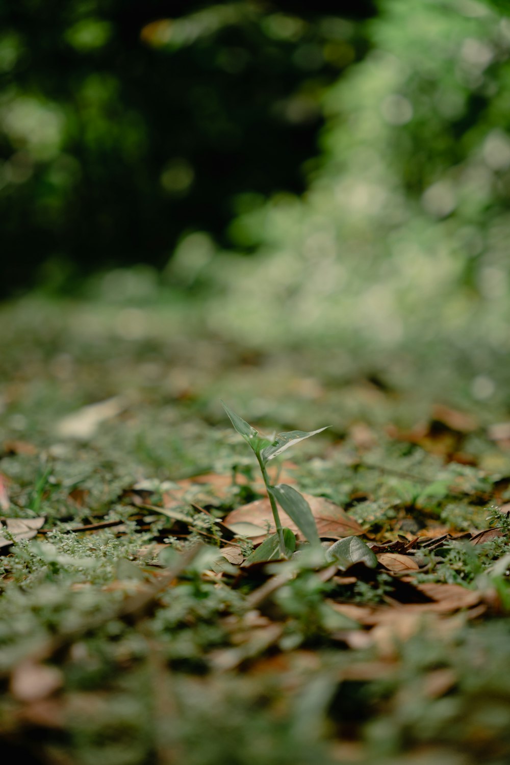 Una pequeña planta brota del suelo