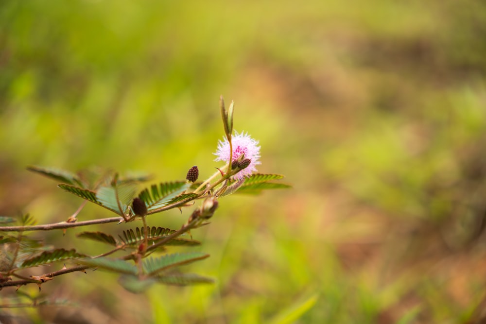 Un primer plano de una flor en la rama de un árbol