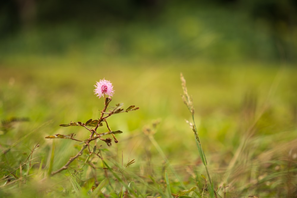 une petite fleur rose dans un champ herbeux