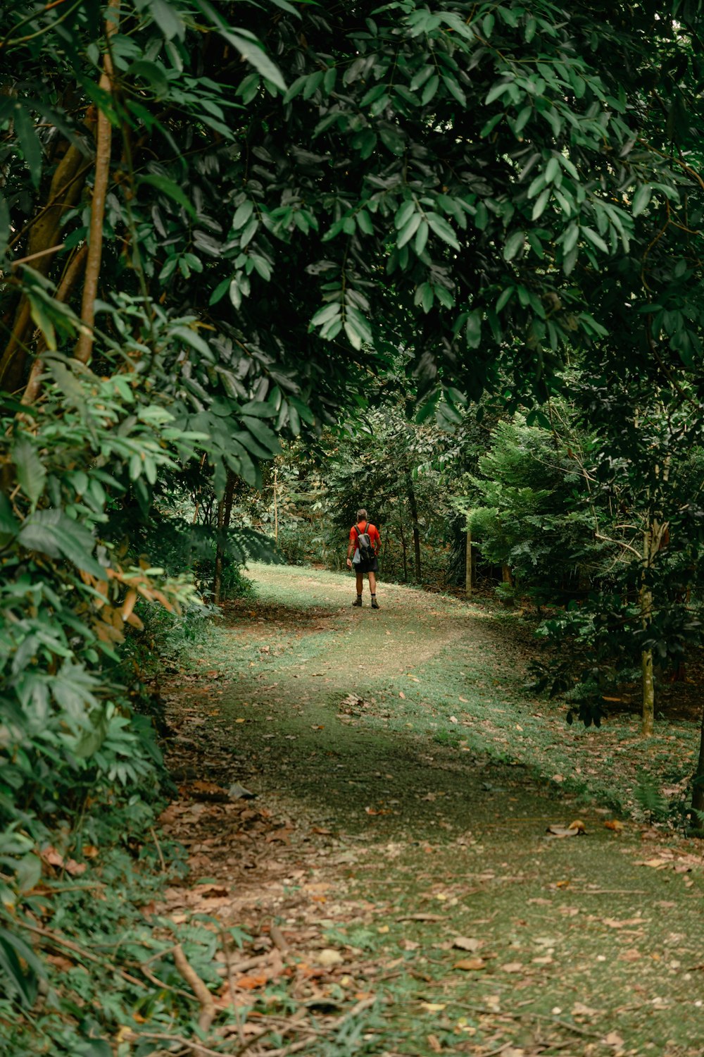 Una persona che cammina lungo un sentiero nel bosco