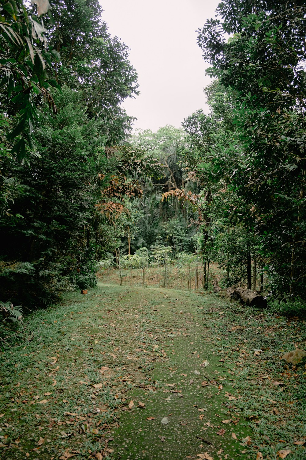 a dirt path in the middle of a forest