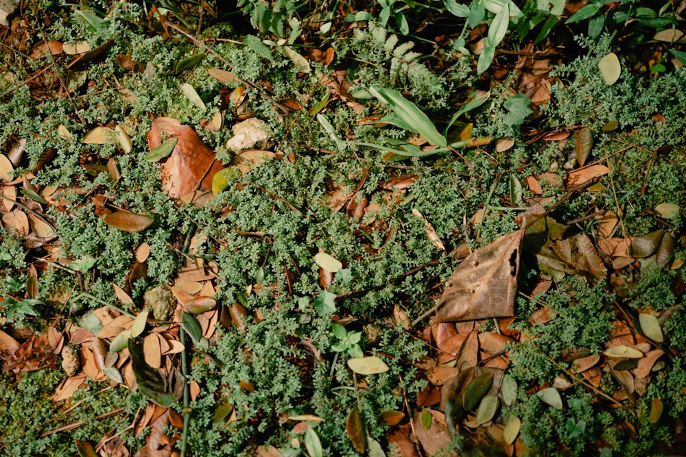 a close up of leaves and plants on the ground