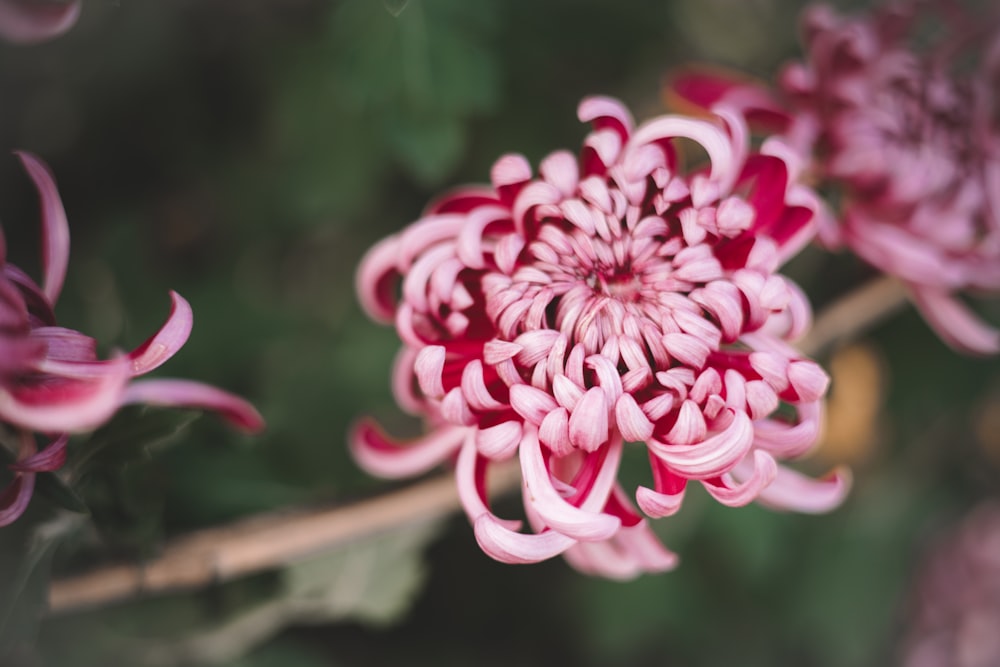 a close up of a pink flower with green leaves