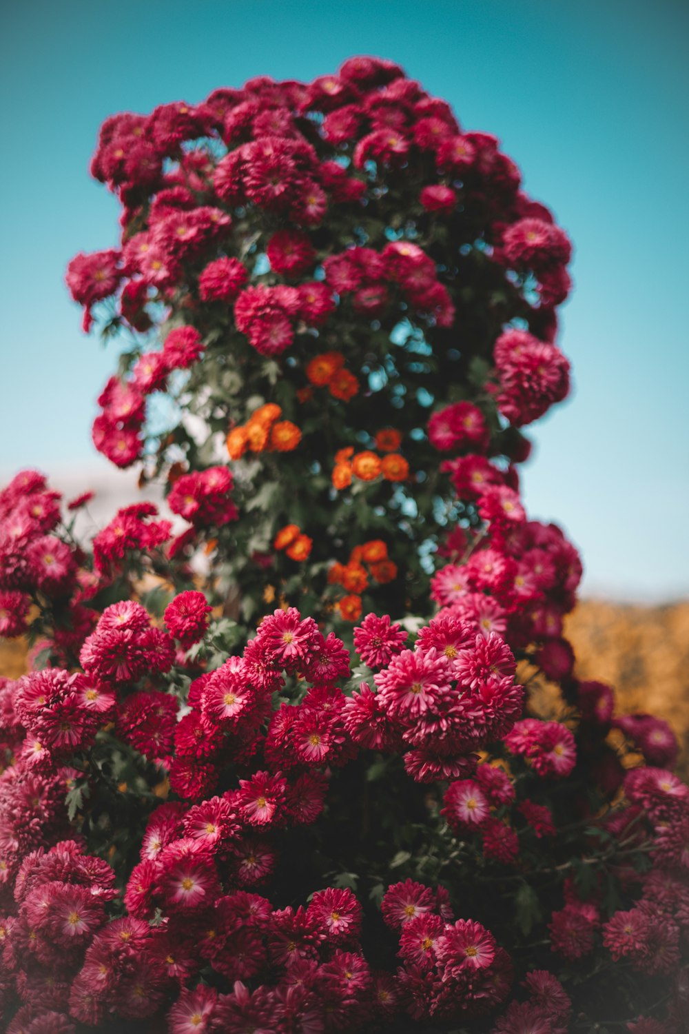 a bunch of flowers that are in the grass