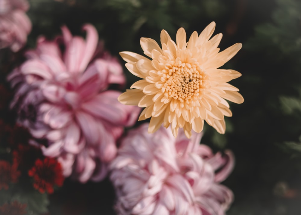 a close up of a yellow and pink flower