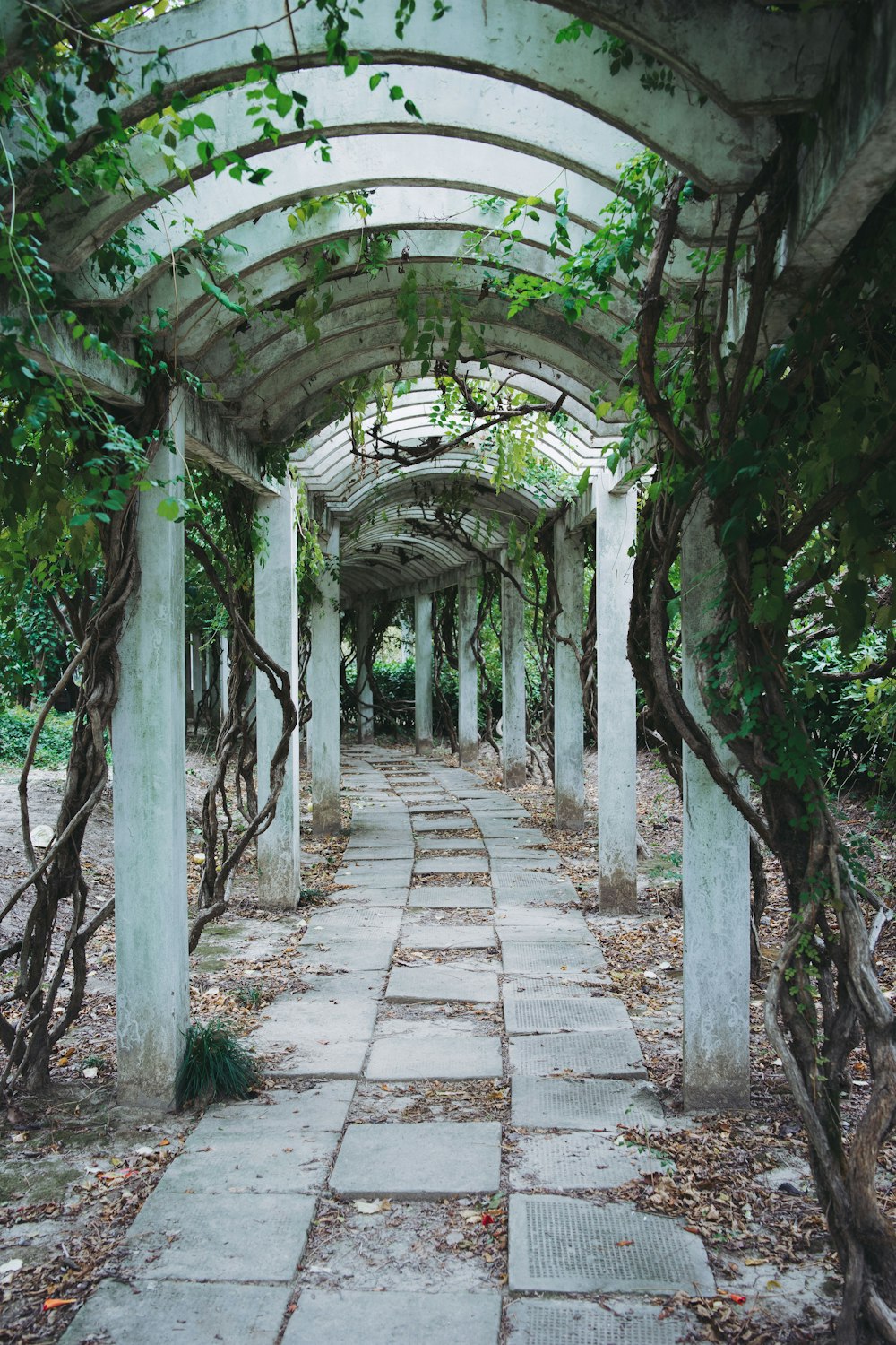 a stone walkway surrounded by vines and trees