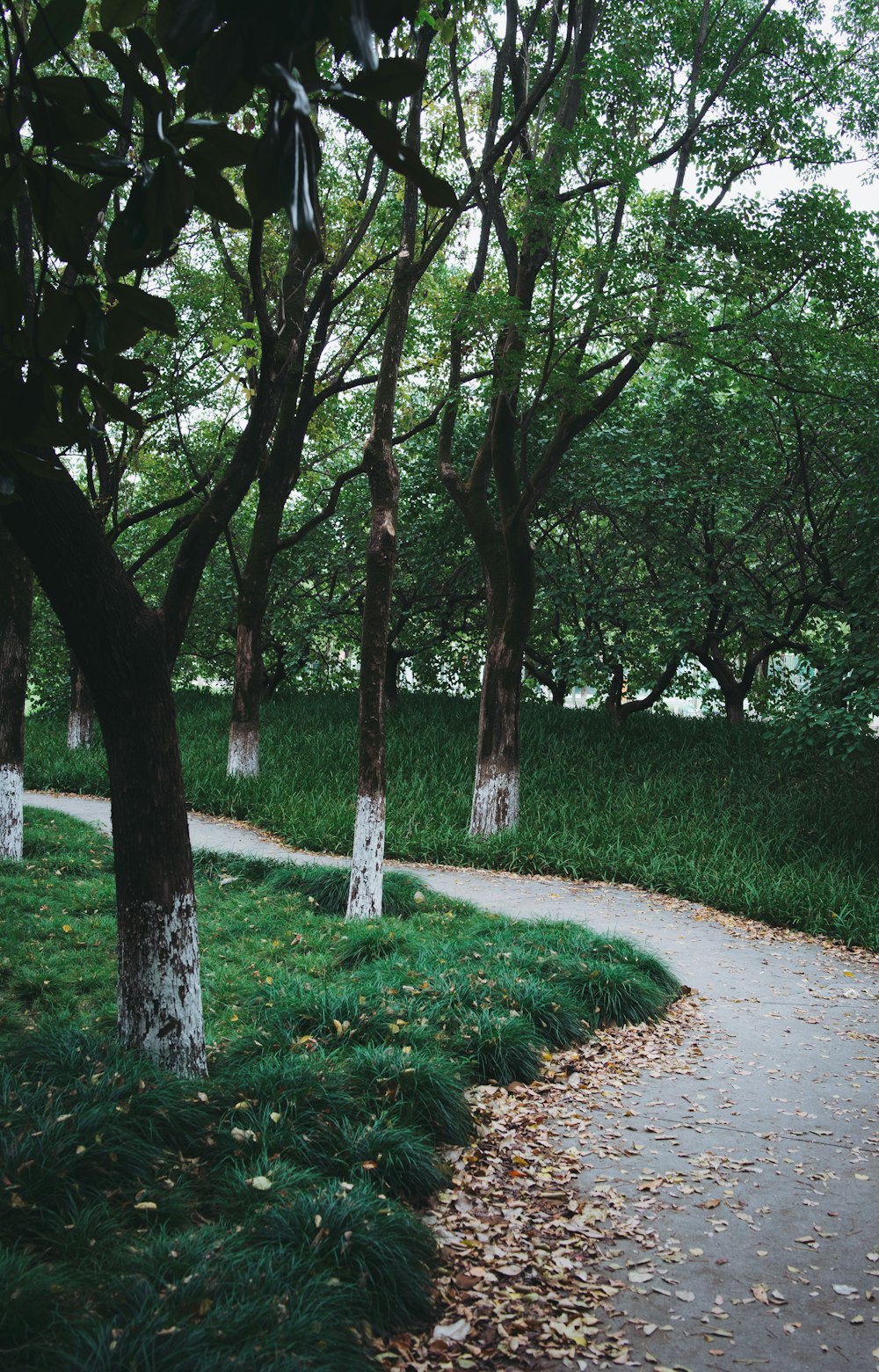 a path in a park with trees and grass