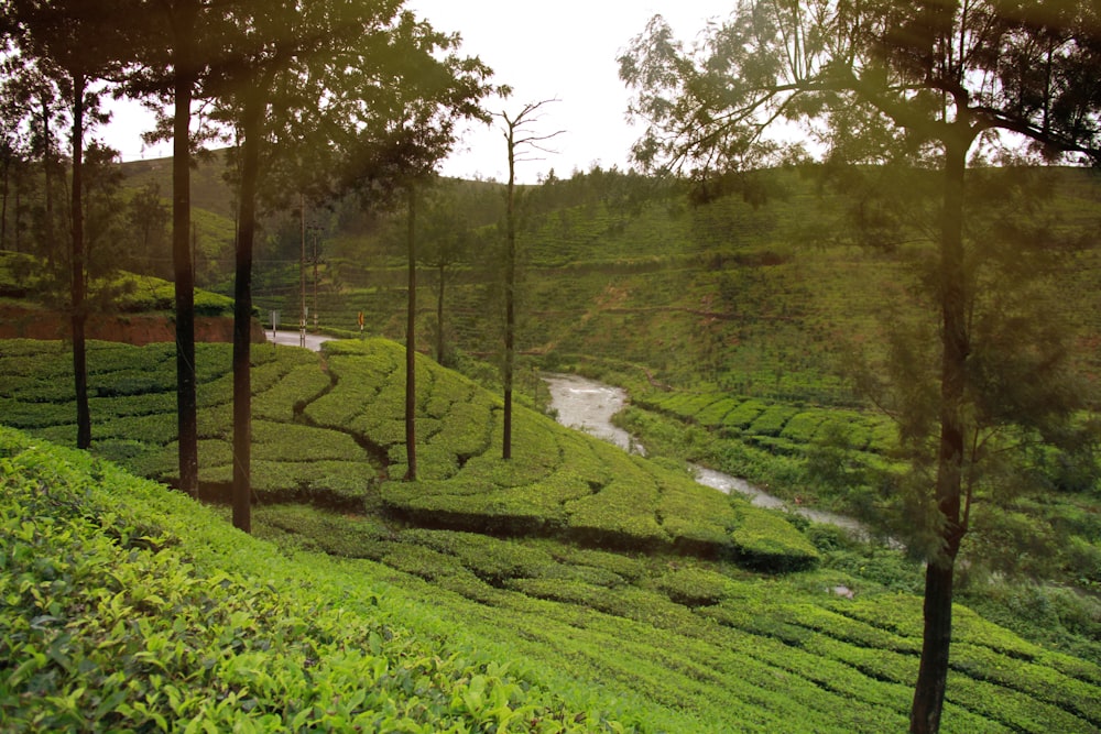 a lush green hillside with a river running through it