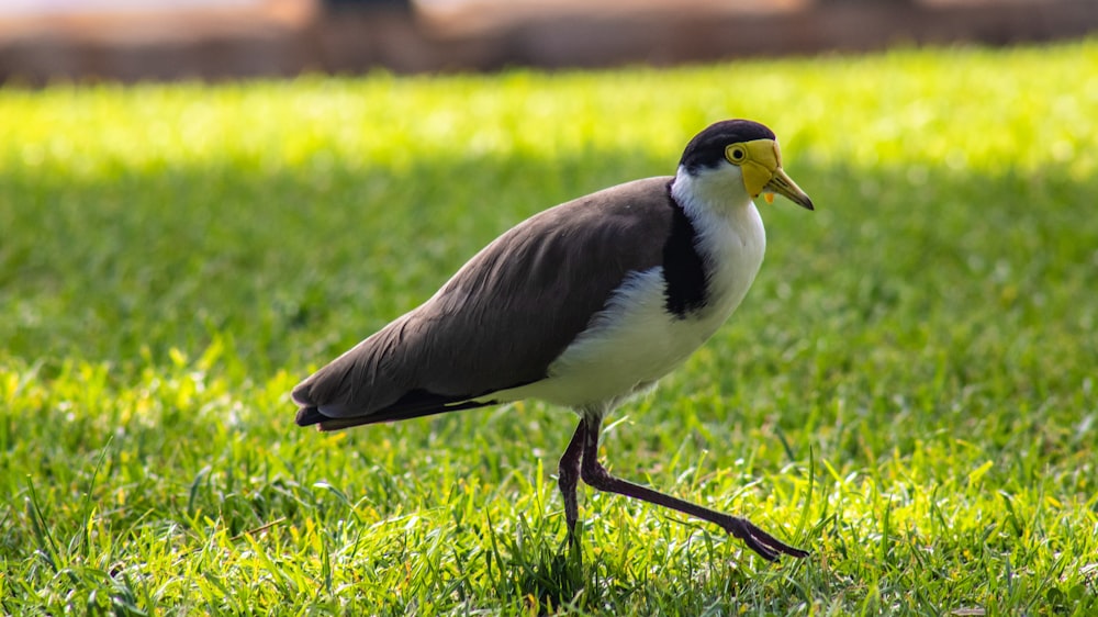 a bird with a yellow beak standing in the grass