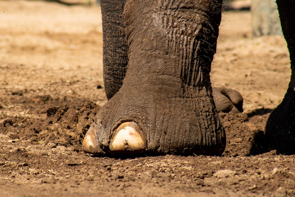 a close up of an elephant's foot in the dirt