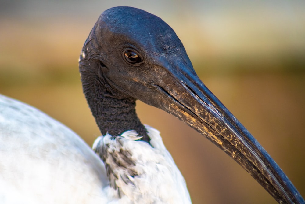 a close up of a bird with a long beak