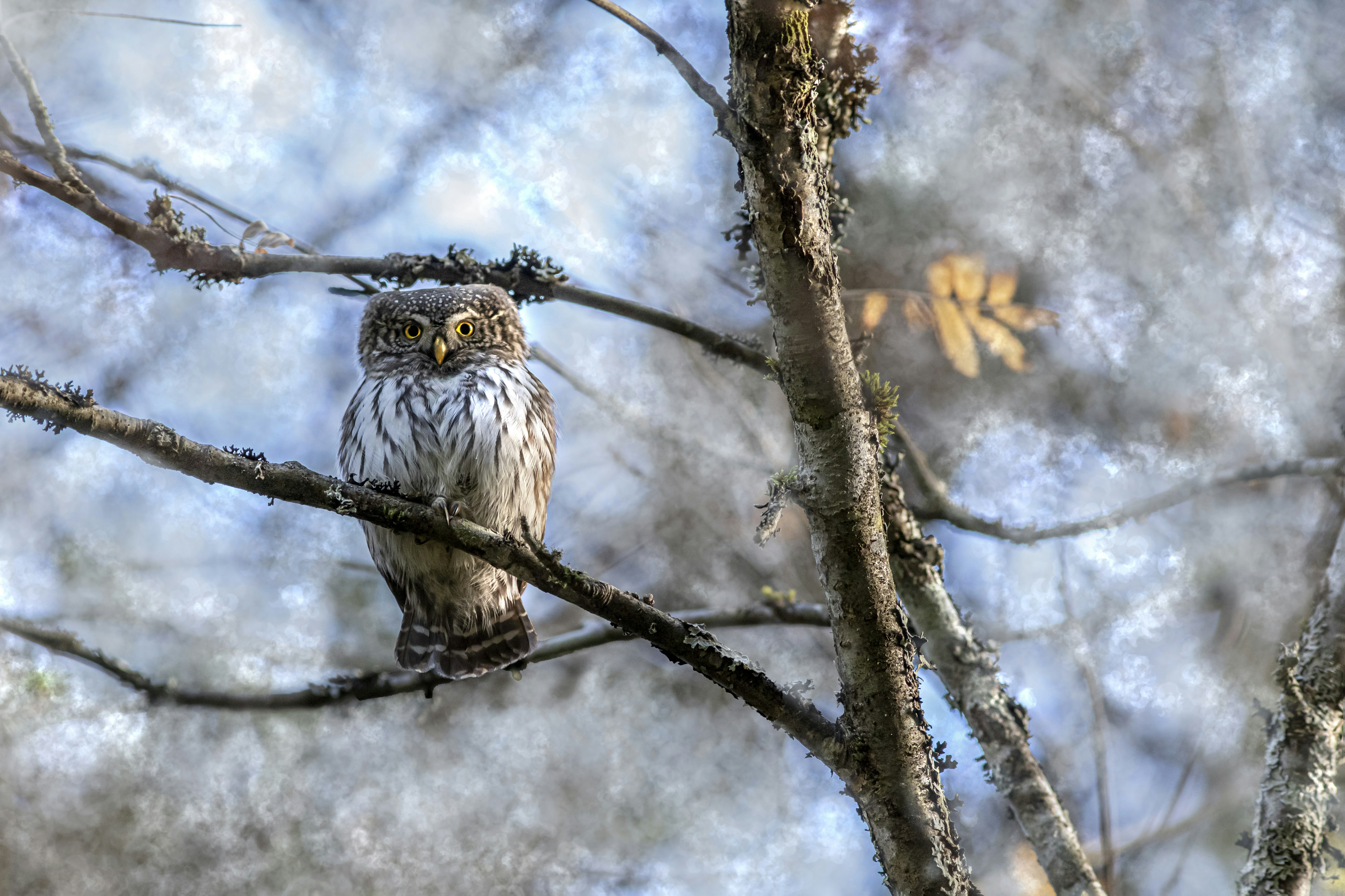 Photo by erik_karits