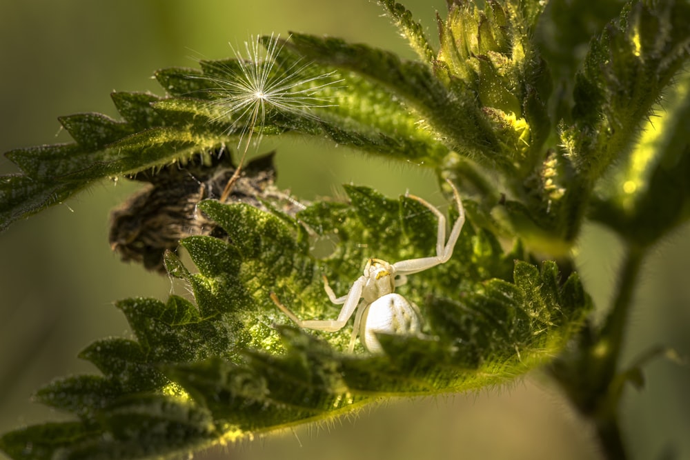 a white spider crawling on a green leaf