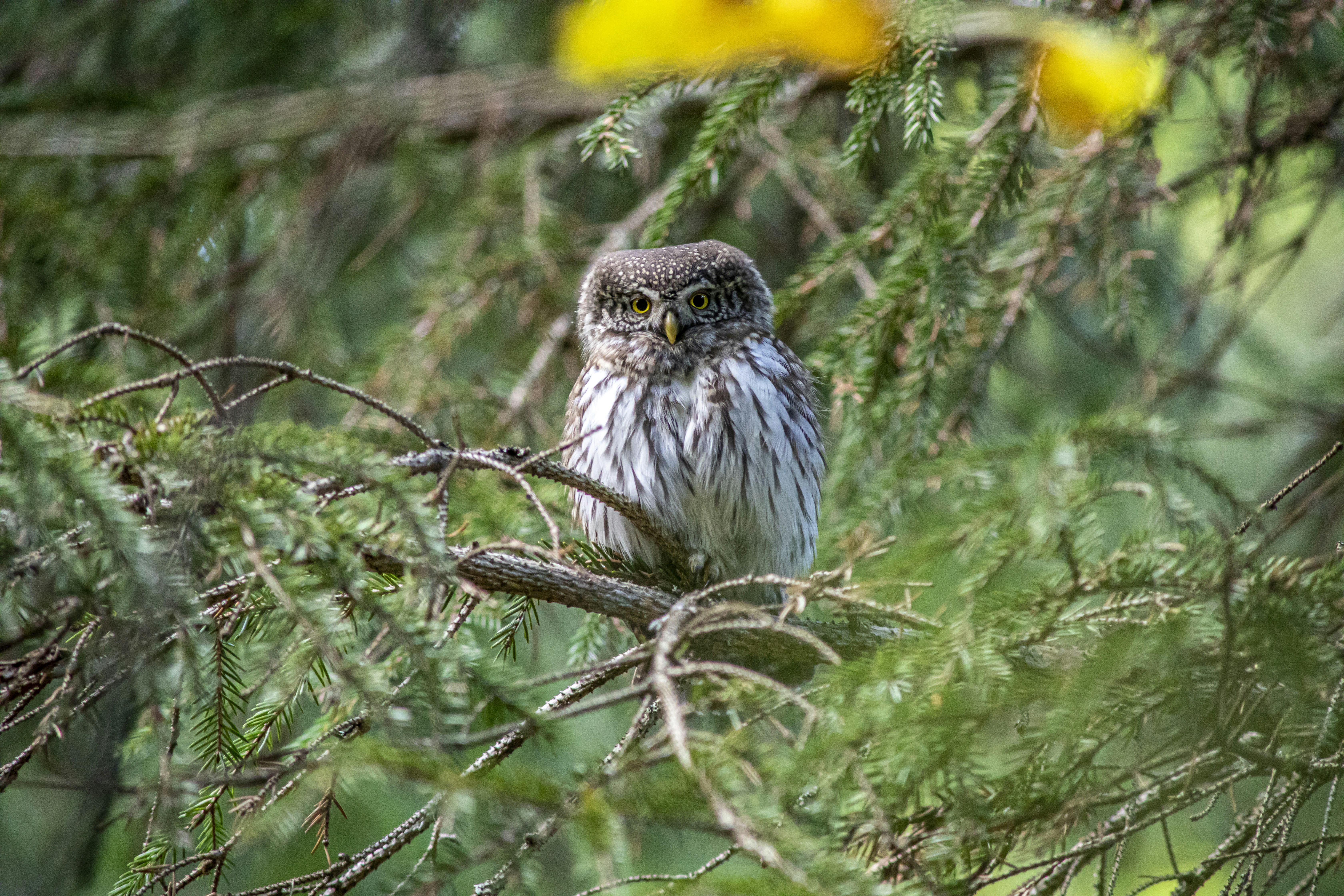 Photo by erik_karits